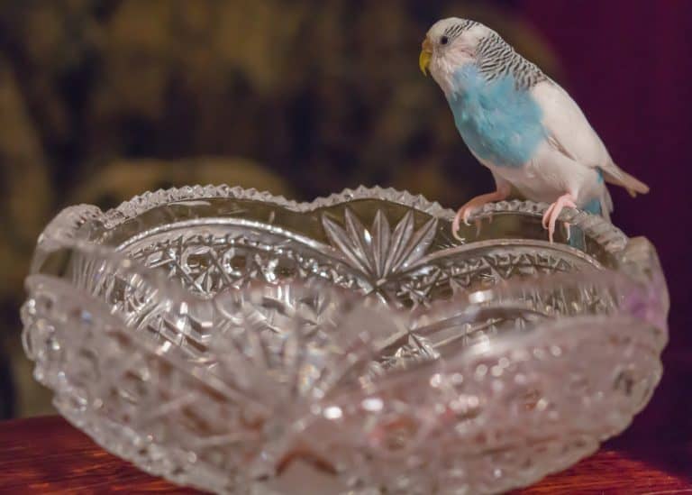 Can You Keep a Pet Bird Without a Cage? (Yes And No) HobbyFAQS