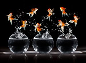 Is It Better to Have a Horizontal or Vertical Fish Tank?