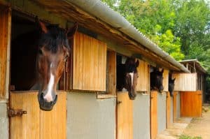 How Expensive Is Horseback Riding as A Hobby?
