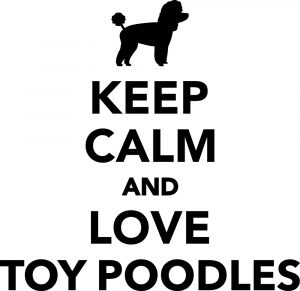 Are Toy Poodles Good for First Time Dog Owners?