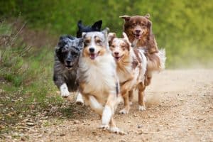 Are Australian Shepherds Good For First Time Dog Owners?
