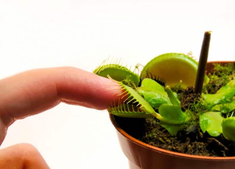 Should Vegans Own (And Eat) Carnivorous Plants?