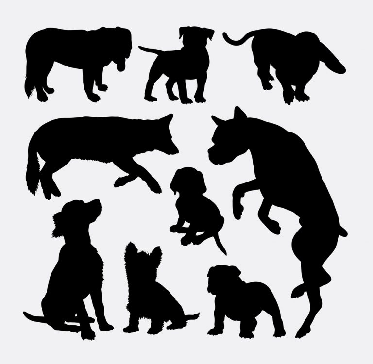 What Are Some Good Hobbies for Animal Lovers?