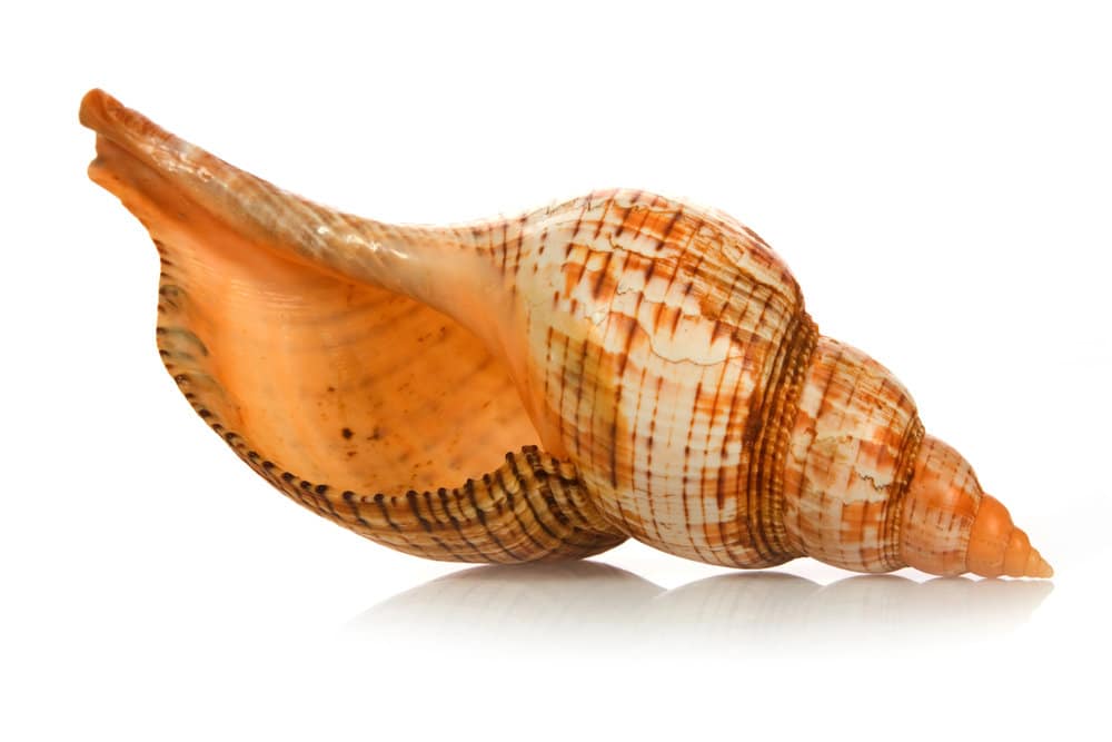 Seashell Collecting as a Hobby