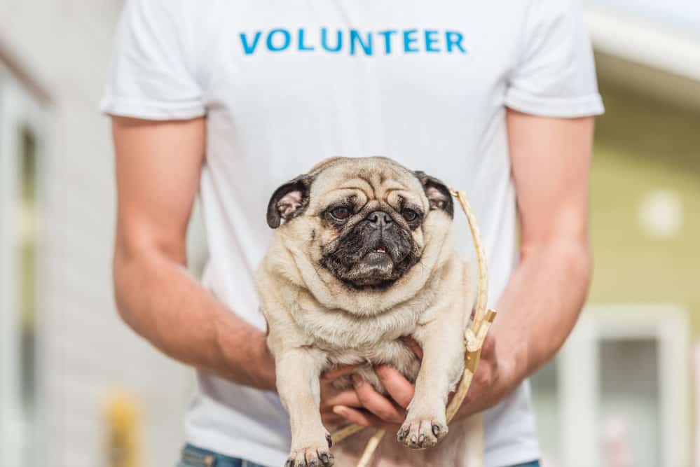Animal Shelter Volunteering as a Hobby