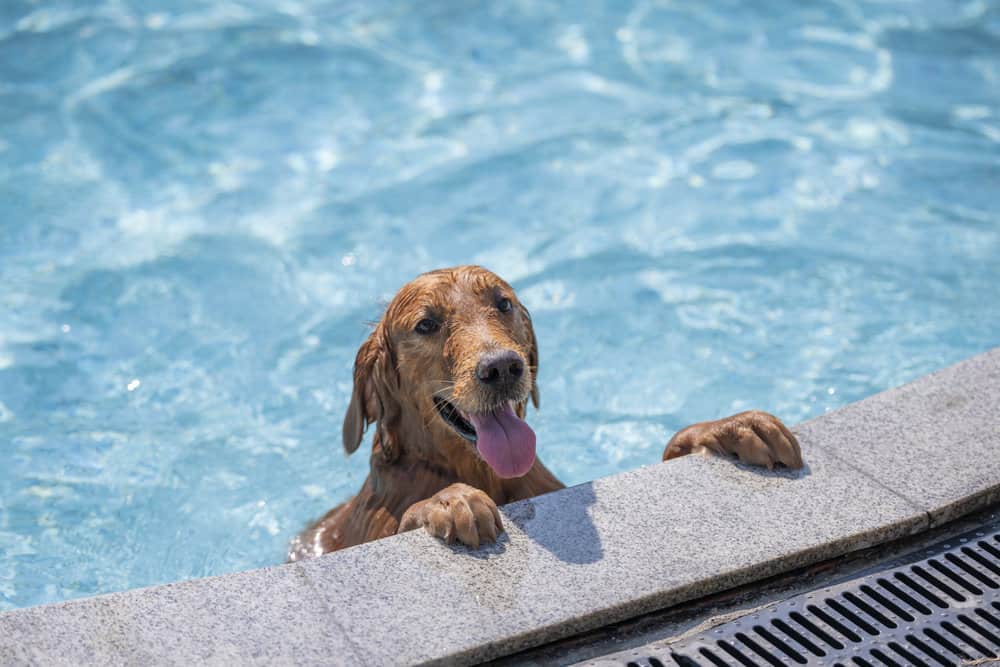 Where Can You Swim with Your Dog?