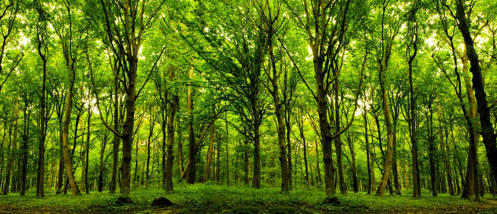 Forest Bathing as a Hobby